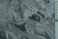 TRASSIR – важное звено в реинтродукции переднеазиатских леопардов