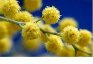 Компания DSSL сердечно поздравляет милых Дам с наступающим Международным женским днем! Компания DSSL сердечно поздравляет милых Дам с наступающим Международным женским днем!