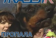 Пропала собака? TRASSIR найдет!