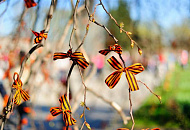 С Днем Победы! С Днем Победы!