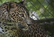 TRASSIR с заботой о дикой природе TRASSIR с заботой о дикой природе