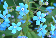 С прекрасным праздником весны – 8 марта! С прекрасным праздником весны – 8 марта!